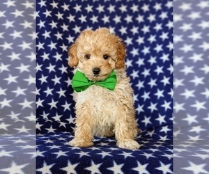 Poodle (Miniature) Puppy for sale in LINCOLN UNIVERSITY, PA, USA