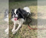 Small #2 Japanese Chin