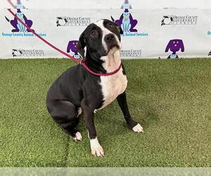 American Pit Bull Terrier Dogs for adoption in Orlando, FL, USA