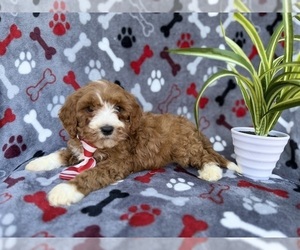 Cavapoo (Miniature) Puppy for sale in LAKELAND, FL, USA