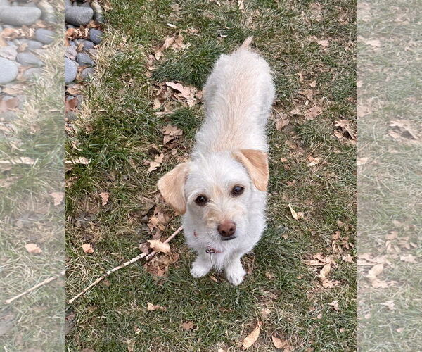 Medium Photo #2 Mutt Puppy For Sale in Aurora, CO, USA