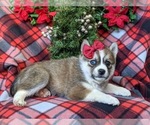 Small Photo #4 Pomsky Puppy For Sale in EPHRATA, PA, USA