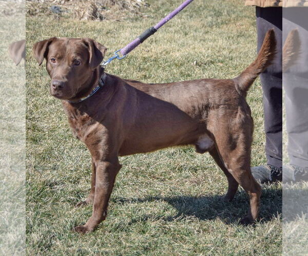 Medium Photo #3 - Mix Puppy For Sale in Huntley, IL, USA