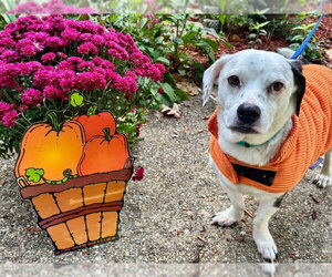 Charlie - Male Bagle Hound Dog for Adoption - Photo #2