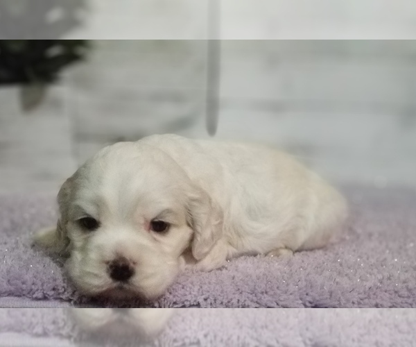 Medium Photo #23 Cocker Spaniel Puppy For Sale in TERRY, MS, USA