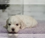 Small Photo #23 Cocker Spaniel Puppy For Sale in TERRY, MS, USA