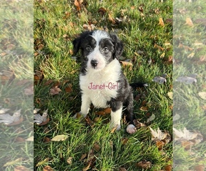 Border Collie-Poodle (Miniature) Mix Dog for Adoption in EMMETT, Michigan USA