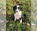 Small Photo #1 Border Collie-Poodle (Miniature) Mix Puppy For Sale in EMMETT, MI, USA