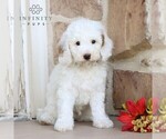 Small Photo #5 Goldendoodle (Miniature) Puppy For Sale in LITITZ, PA, USA