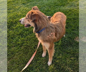 Australian Shepherd-Unknown Mix Dogs for adoption in Dublin, OH, USA