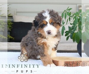 Bernedoodle (Miniature) Puppy for sale in NARVON, PA, USA