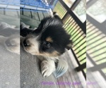 Small Photo #24 Australian Shepherd Puppy For Sale in MILLBORO, VA, USA