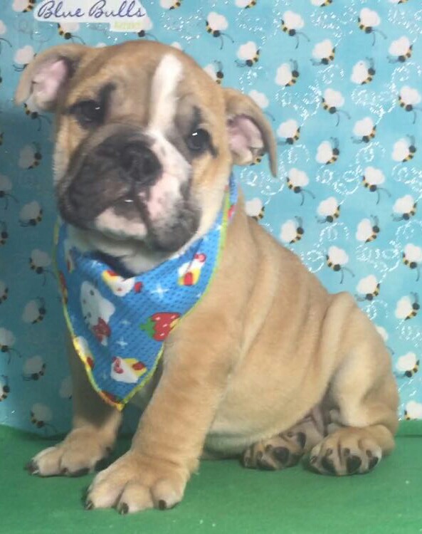 View Ad Bulldog Puppy for Sale near Florida, TAMPA, USA