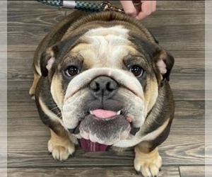 English Bulldog Puppy for sale in ROYSE CITY, TX, USA