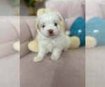 Small Photo #10 Mal-Shi Puppy For Sale in VALRICO, FL, USA