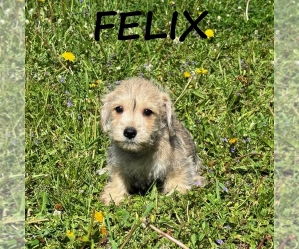 Medium Photo #3 Schnoodle (Miniature) Puppy For Sale in HARTLAND, MN, USA