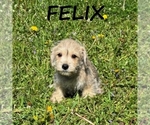 Small #2 Schnoodle (Miniature)