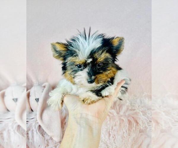 Medium Photo #16 Biewer Yorkie Puppy For Sale in MIAMI BEACH, FL, USA