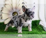 Puppy Chanel French Bulldog