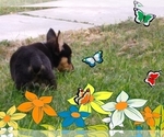 Small Photo #31 Pembroke Welsh Corgi-Scottish Terrier Mix Puppy For Sale in GREELEY, CO, USA