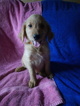 Small Photo #2 Goldendoodle Puppy For Sale in DAVENPORT, FL, USA
