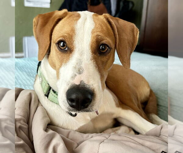 Medium Photo #1 Mutt Puppy For Sale in Boston, MA, USA