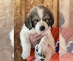 Small Photo #5 Great Pyrenees Puppy For Sale in RUTHERFORDTON, NC, USA