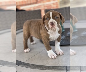American Bully Puppy for sale in YAKIMA, WA, USA