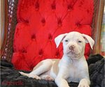 Small Photo #21 Mutt Puppy For Sale in Wakefield, RI, USA