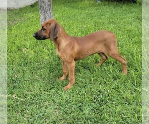 Rhodesian Ridgeback Puppy for sale in SAN ANTONIO, TX, USA