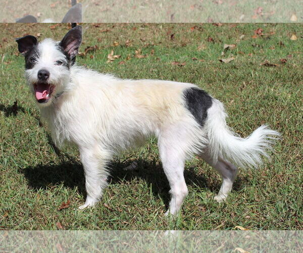 Medium Photo #2 Mutt Puppy For Sale in Prattville, AL, USA