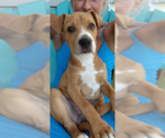 Small #20 American Staffordshire Terrier-Labrador Retriever Mix