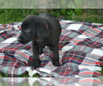 Small #1 Labrador Retriever