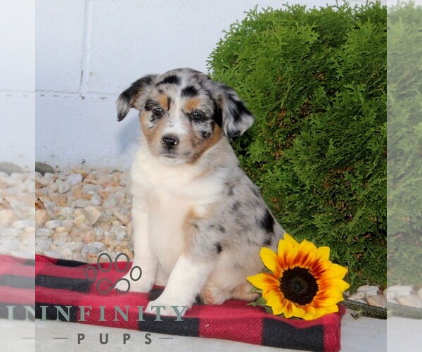 Medium Photo #1 Miniature Australian Shepherd Puppy For Sale in OXFORD, PA, USA
