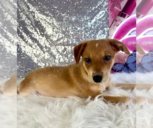 Rat-Cha Puppy for sale in INDIANAPOLIS, IN, USA