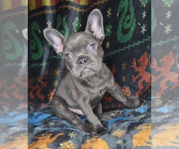 Medium Photo #3 French Bulldog Puppy For Sale in GRAND FORKS, ND, USA