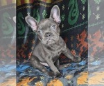 Small #2 French Bulldog