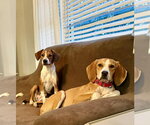 Small #8 Beagle Mix