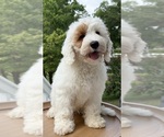 Puppy Maine Australian Labradoodle