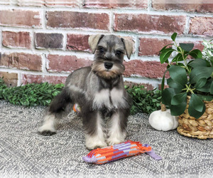 Schnauzer (Miniature) Puppy for Sale in SYRACUSE, Indiana USA