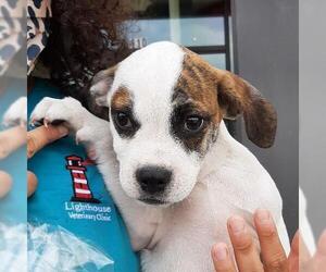 Boston Terrier-Unknown Mix Dogs for adoption in Missouri City, TX, USA