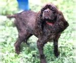 Small #5 Cocker Spaniel