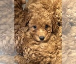 Puppy Kelsey Goldendoodle (Miniature)