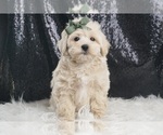 Puppy Marley F1 Maltipoo