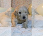 Small Photo #2 Golden Retriever Puppy For Sale in MODESTO, CA, USA