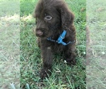 Small Photo #12 Labradoodle Puppy For Sale in BOWLING GREEN, KY, USA
