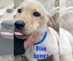 Small Photo #3 Labrador Retriever Puppy For Sale in PINE CITY, MN, USA