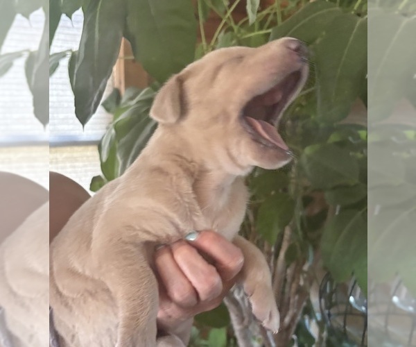 Medium Photo #4 Labrador Retriever Puppy For Sale in LEASBURG, MO, USA