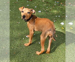 Retriever -Unknown Mix Dogs for adoption in Woodbury, NY, USA