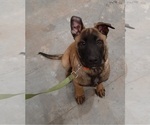 Small Photo #3 Belgian Malinois Puppy For Sale in BOLIVAR, MO, USA